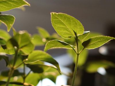 Soft sunlight hitting a green plant in a pot